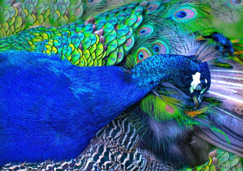 عکس طاووس سیاه