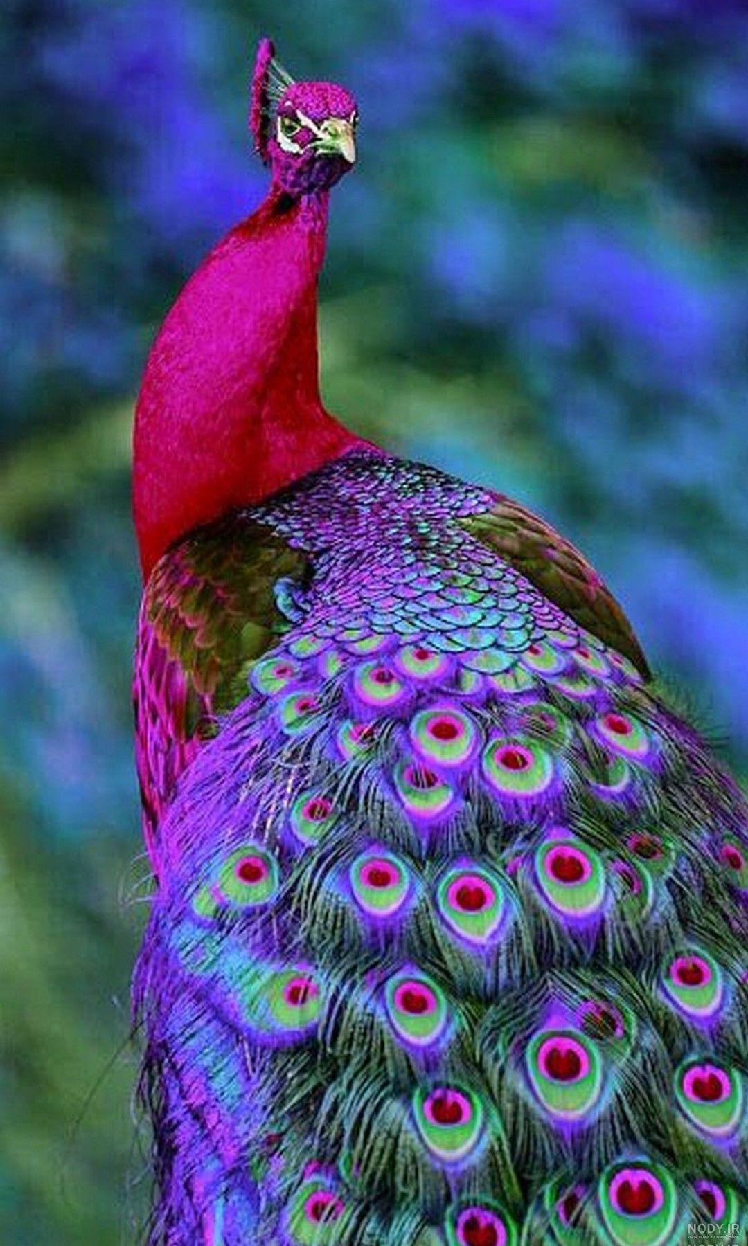 عکس طاووس صورتی