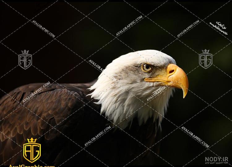 عکس عقاب واقعی عکس عقاب واقعی
