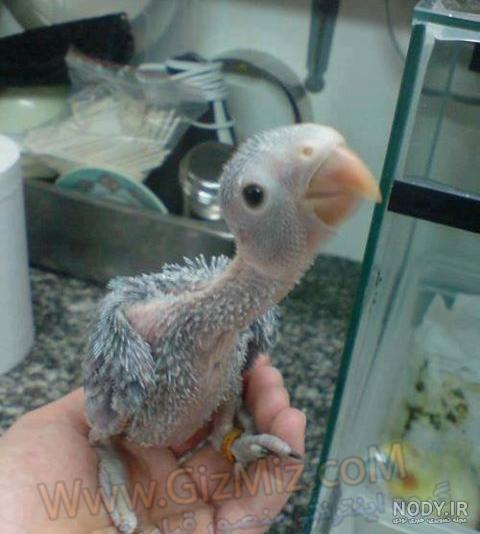 عکس نوزاد طوطی برزیلی