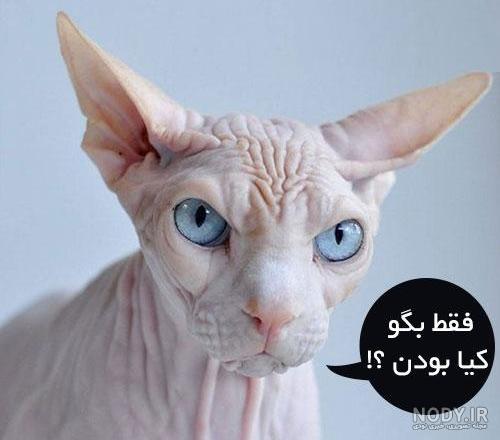 عکس های خنده دار گربه با متن عکس های خنده دار گربه با متن