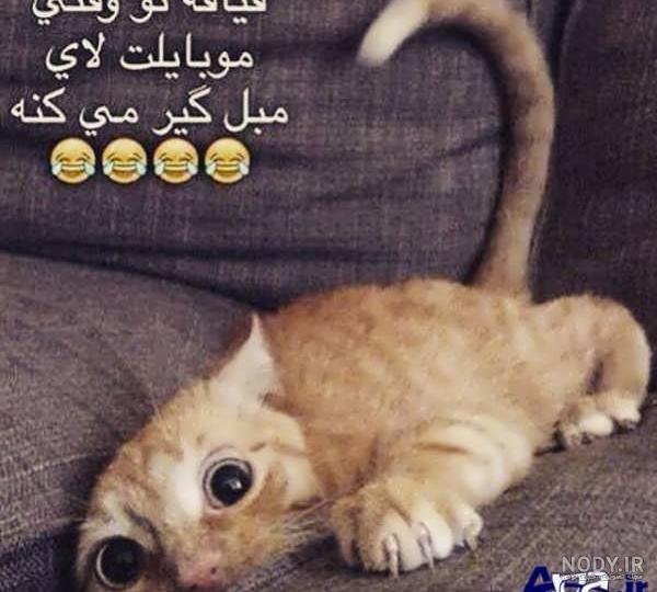 عکس گربه های خنده دار عکس گربه های خنده دار