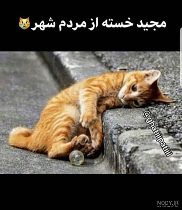 عکس گربه های خنده دار عکس گربه های خنده دار