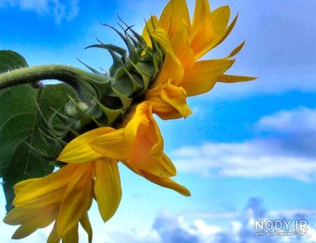عکس گل آفتابگردان در گلدان