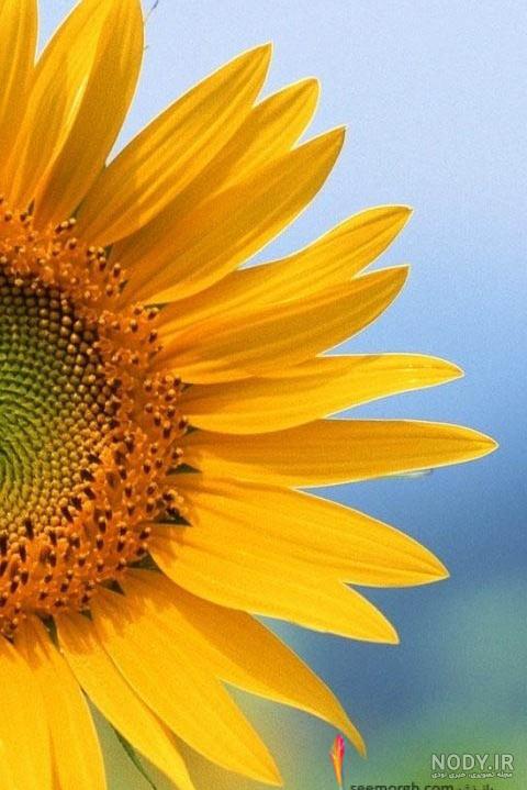عکس گل آفتابگردان زیبا برای پروفایل