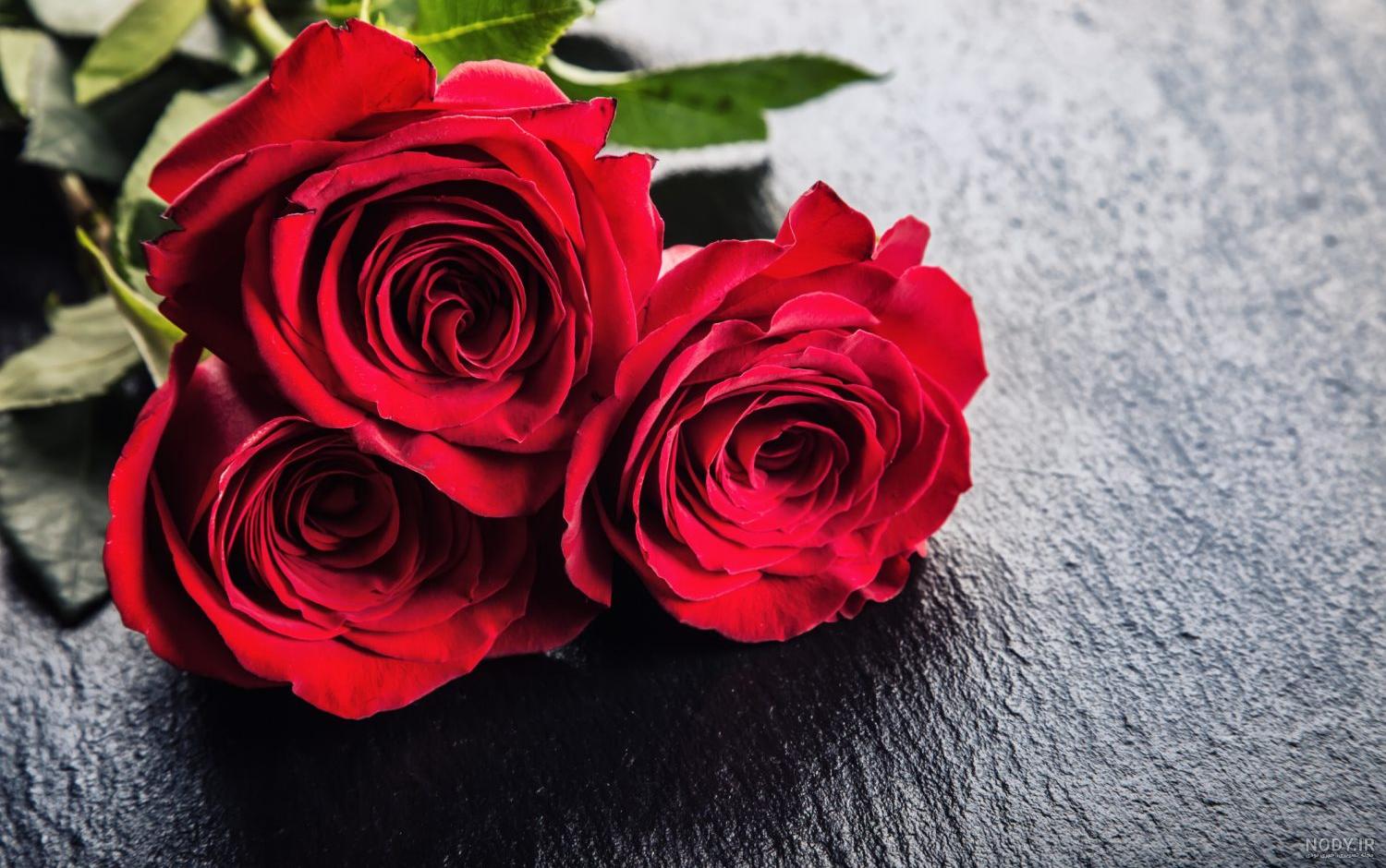 عکس گل رز برای پروفایل تلگرام