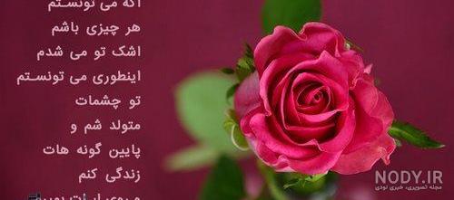 عکس گل رز قرمز و سفید
