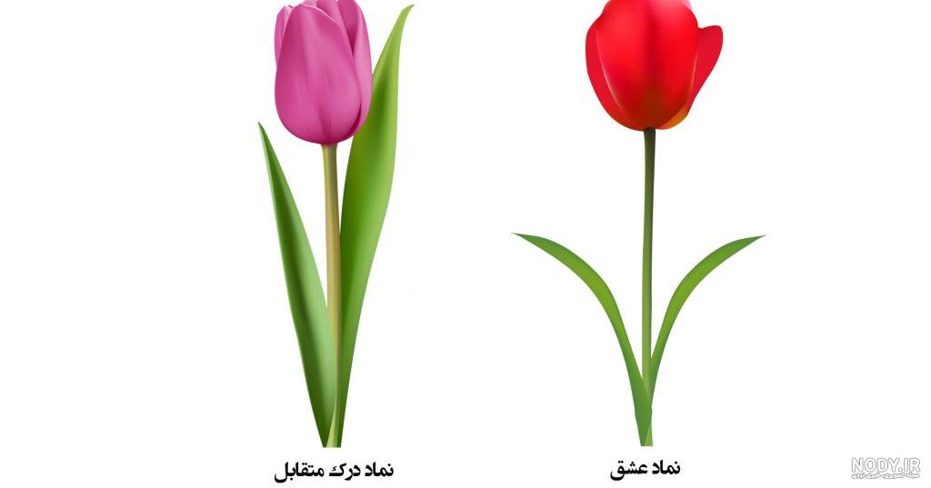 عکس گل لاله زرد