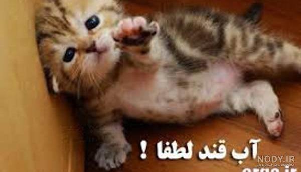 عکسهای طنز گربه عکسهای طنز گربه