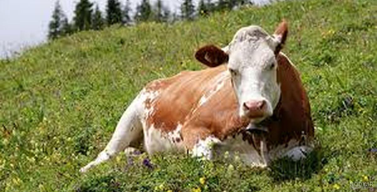 عکسهای گاو های هلندی عکسهای گاو های هلندی