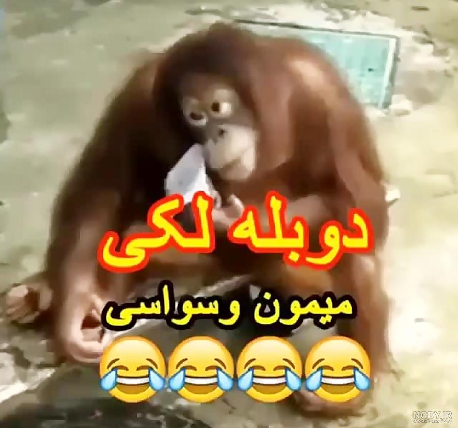 غذای میمون چیست غذای میمون چیست