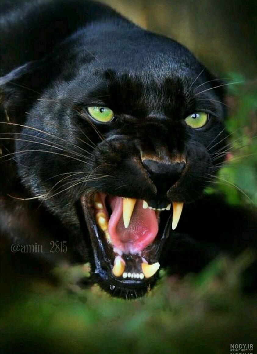 پلنگ سیاه جنگل پلنگ سیاه جنگل