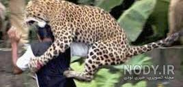 چاقو
