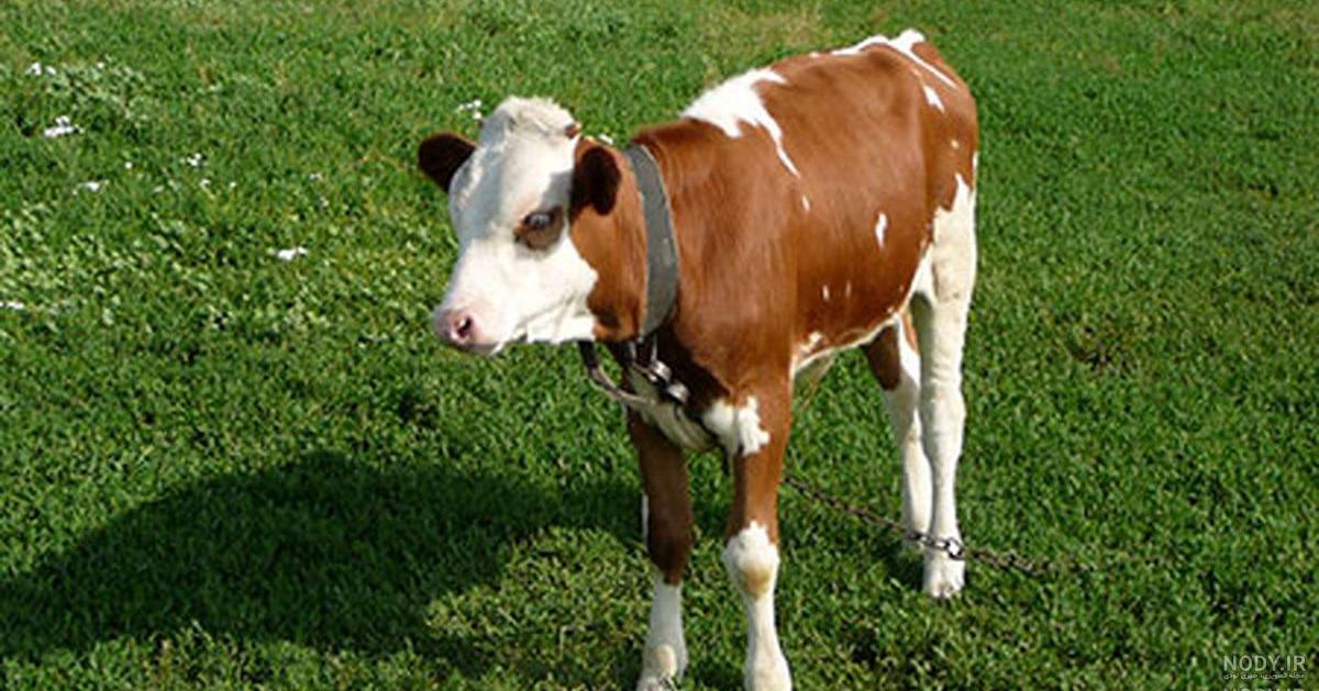 گاو شیری گونه نماینده گاو شیری گونه نماینده