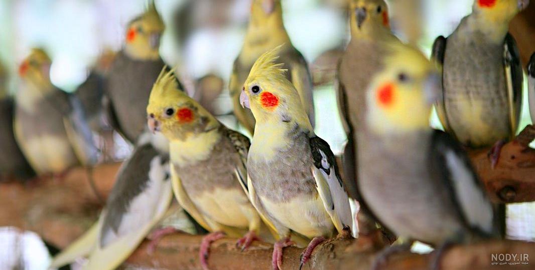 خرید جلیقه پرواز عروس هلندی دیجی کالا