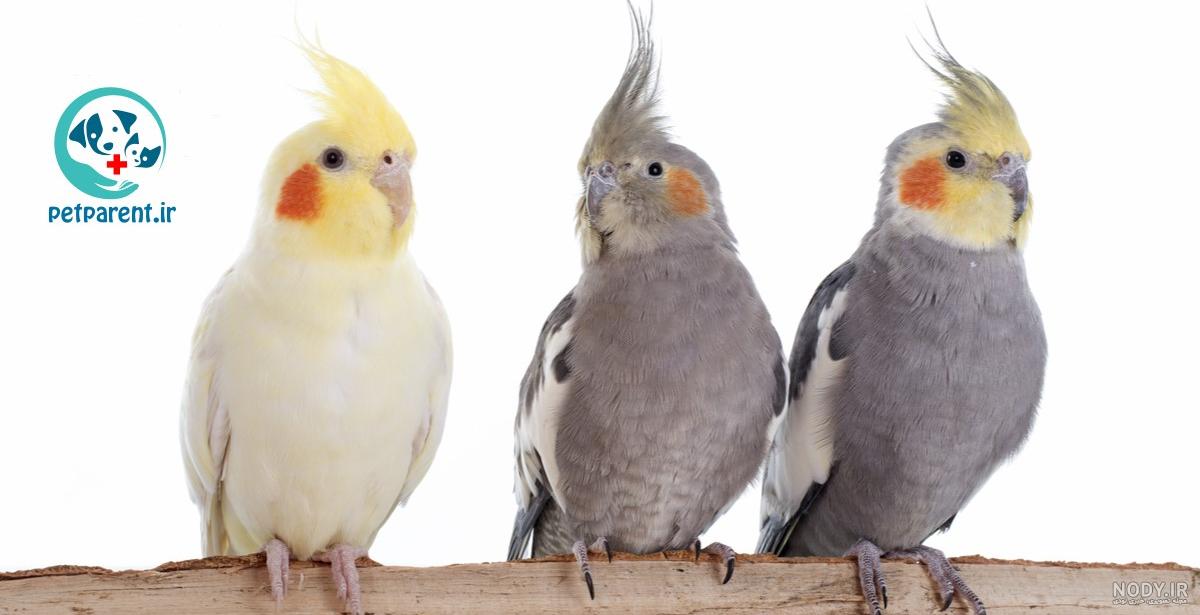 دوخت لباس برای پرنده عروس هلندی
