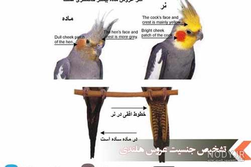 عکس عروسی نرگس محمدی و همسرش عکس عروسی نرگس محمدی و همسرش