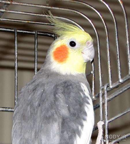 عکس نر عروس هلندی عکس نر عروس هلندی