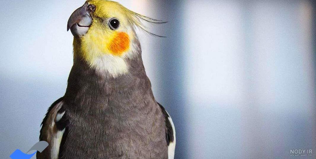 لباس عروس هلندی دیجی کالا