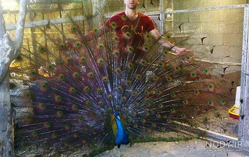 تفاوت طاووس مصری و هندی