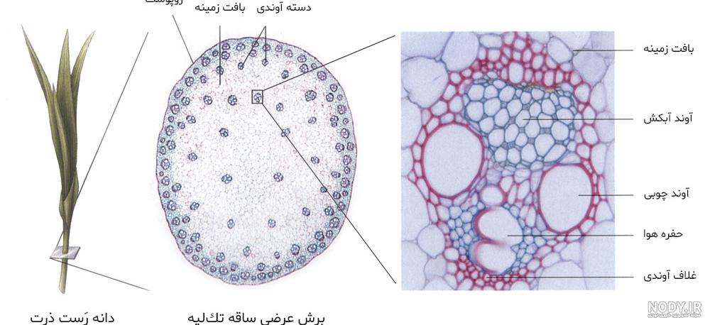 دانه تک لپه ای مثال