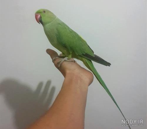 سن بلوغ طوطی ملنگو سن بلوغ طوطی ملنگو