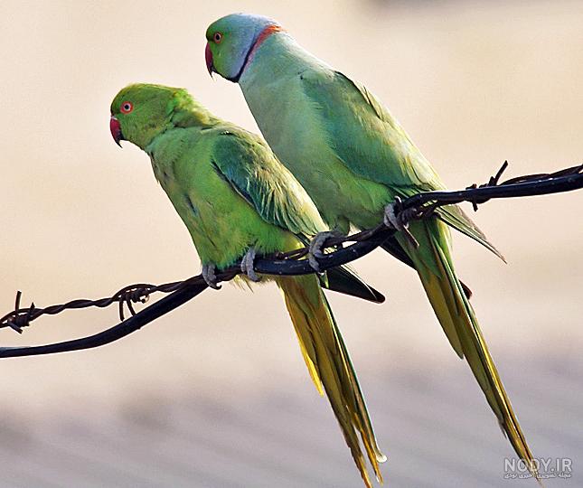 سن یادگیری طوطی ملنگو سن یادگیری طوطی ملنگو
