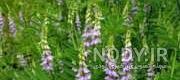 شیرین بیان برای رفلاکس معده