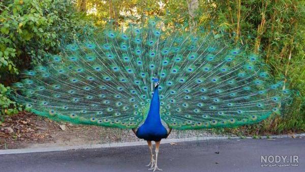 طاووس سفید ماده
