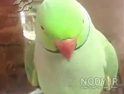 طول عمر طوطی لوری طول عمر طوطی لوری