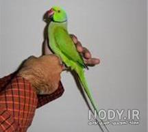 طول عمر طوطی کاکادو طول عمر طوطی کاکادو