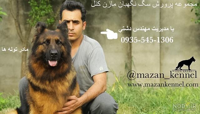 عکس توله سگ ژرمن سفید