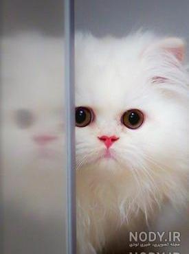 عکس حیوانات کارتونی برای پروفایل عکس حیوانات کارتونی برای پروفایل