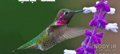 عکس خسته نباشید برای معلم