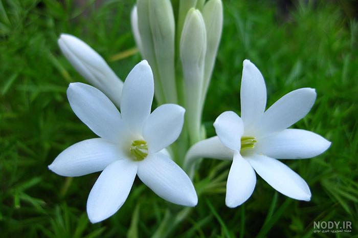 عکس دسته گلهای بسیار زیبا عکس دسته گلهای بسیار زیبا