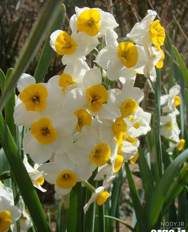 عکس دشت گل نرگس