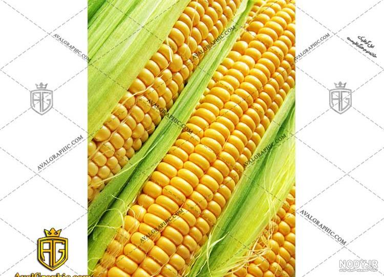 عکس ذرت برای طراحی