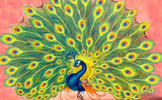 عکس رنگ آمیزی طاووس