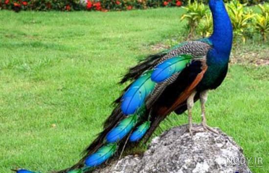 عکس طاووس رنگارنگ