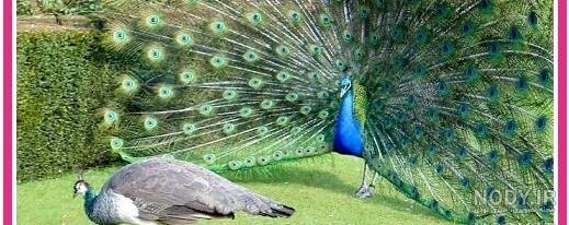 عکس طاووس ماده زیبا