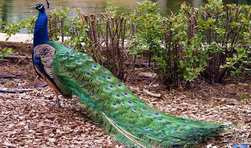 عکس طاووس ماده و نر