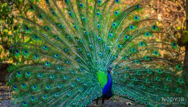 عکس طاووس مصری