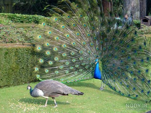 عکس طاووس نر زیبا