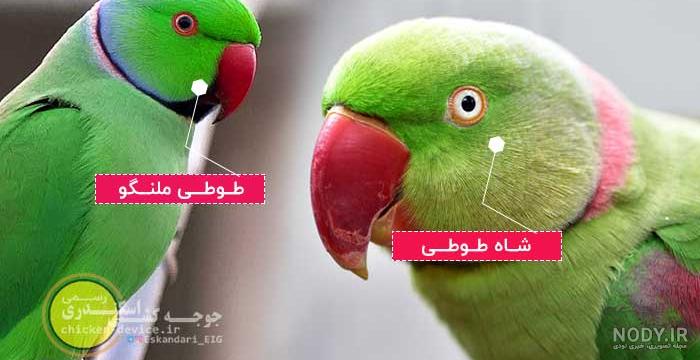 عکس طوطی ملنگو نر و ماده عکس طوطی ملنگو نر و ماده