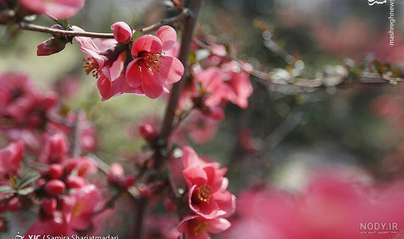 عکس عید نوروز در ایران عکس عید نوروز در ایران