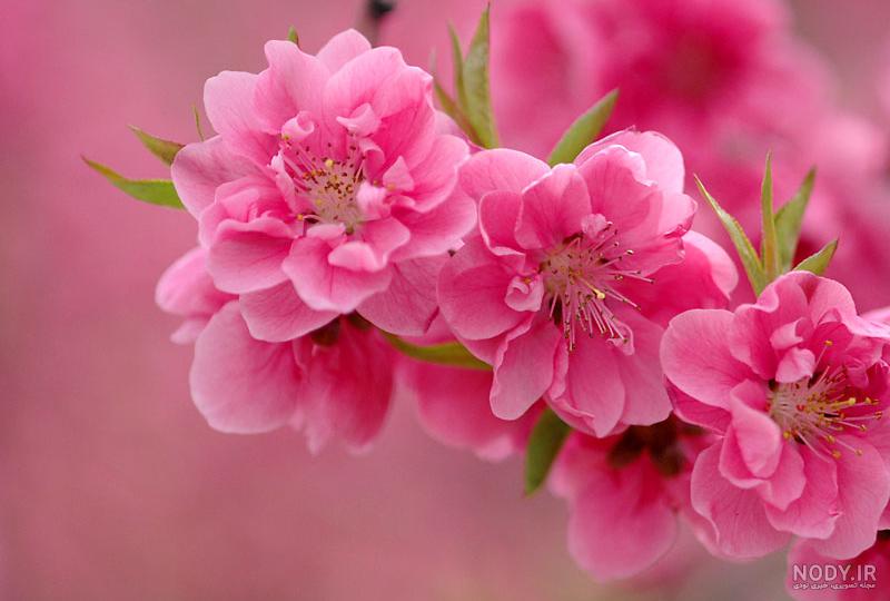 عکس عید نوروز ۱۴۰۰ عکس عید نوروز ۱۴۰۰