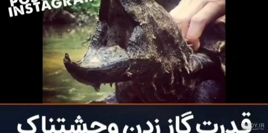 عکس لاک پشت برای پروفایل عکس لاک پشت برای پروفایل