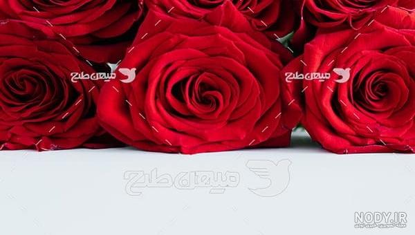 عکس پروفایل گل زیبا عکس پروفایل گل زیبا
