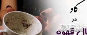 عکس گاو در فال قهوه