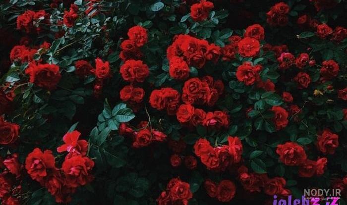عکس گل رز آبی عکس گل رز آبی